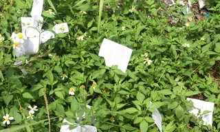 'Phao' xuất hiện cạnh trường thi tốt nghiệp