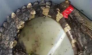 Kinh hãi phát hiện cá sấu trong vuông tôm