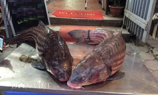 Theo một số chuyên gia thủy sản, đây là loài cá trà sóc quý hiếm rất khó bắt được, cách duy nhất để có được chúng đó là phải dùng cần câu "cỡ đại". Đặc biệt, trong thời điểm này, việc "truy tìm tung tích" của loài cá hiếm này cũng rất khó.