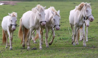 Mục kích 'vương quốc' ngựa bạch lớn nhất Việt Nam