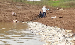 62,1 tấn diêu hồng, trắm đỏ đến kỳ thu hoạch bị chết.