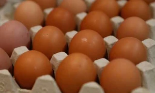 Nhật Bản tạo giống gà đẻ ra thuốc điều trị ung thư