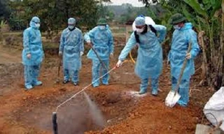 Tiêu hủy hàng trăm con vịt bị nhiễm cúm H5N6 tại Hà Tĩnh