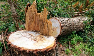 Cây thông có đường kính lớn bị lén lút cưa hạ.