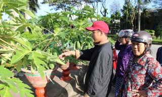 Nhiều người đã giật mình khi nghe giá 3 triệu một cây đu đủ cảnh chơi Tết.