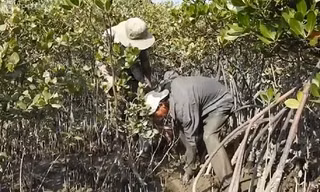Đào ngán ở bãi sú kiếm nửa triệu mỗi ngày