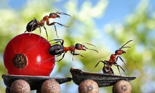 Lung Linh thế giới cổ tích của loài kiến