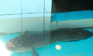 Tận thấy 'quái vật vùng Amazon' ở Sóc Trăng