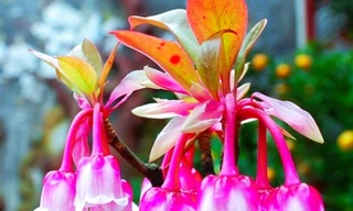 Độc, lạ đào chuông Yên Tử được đại gia truy lùng chơi Tết