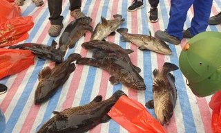 Tặng hơn 1.000 con cá song ‘khủng’ cho công nhân ăn Tết