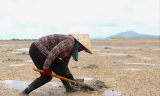 Người dân Quan Lạn đào 'vàng ròng' trên cát