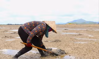 Người dân Quan Lạn đào 'vàng ròng' trên cát