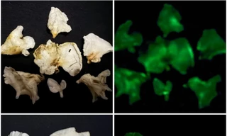 Phát hiện hai loài nấm phát quang kỳ bí tại Vườn quốc gia Bái Tử Long