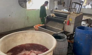 Phát hiện cơ sở chế biến lòng lợn thối 'khủng' do người Trung Quốc điều hành