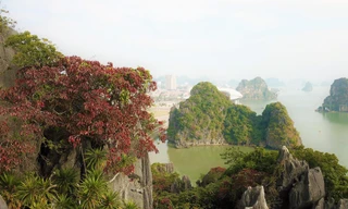 Ngỡ ngàng loài cây 'nhuộm' đỏ núi đá vịnh Hạ Long