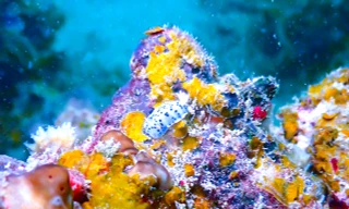 Thưởng ngoạn cảnh siêu thực khi lặn biển ngắm san hô ở Cô Tô