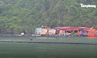 Ngư dân Vân Đồn: 'Ngã ở đâu đứng dậy ở đấy'