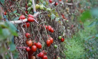 Hàng chục tấn cà chua chín đầy vườn không người mua