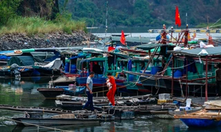 Cận cảnh khu neo đậu tránh trú bão sắp được Hạ Long đầu tư 600 tỷ đồng