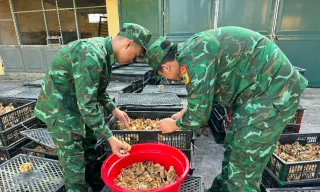 Dùng bè xốp đưa gần 18.000 con gà giống vượt biển về Việt Nam