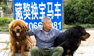 Quyết bán chó lấy tiền mua xe sang chở vợ