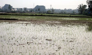 Hai thôn tranh nhau một cánh đồng