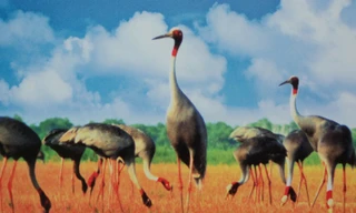 Cơ hội và cảnh báo