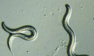 Phát hiện nhân tố giúp con người sống tới 500 tuổi