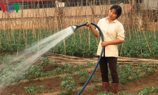 Nắng nóng gay gắt khiến việc sản xuất rau màu gặp khó khăn.