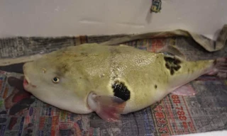 Cá nóc có độc tố gây chết người cao gấp 1.200 lần so với chất độc xyanua. Nguồn: Independent.