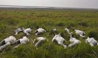 Rợn người diệc trắng, cò quý hiếm bị đầu độc hàng loạt