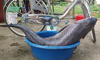Con cá dài gần bằng chiếc xe đạp. Ảnh: Lam Sơn.