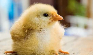 Gà đẻ con không cần trứng