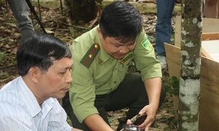 Việt Nam nhận 71 cá thể rùa cực kỳ quý hiếm