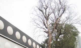 Hai cây xà cừ chết trên phố, nghi bị đóng đinh, đốt gốc