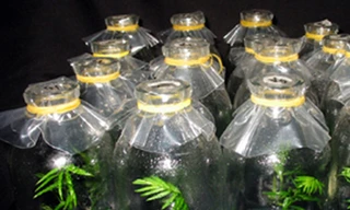 Chờ thuốc chữa ung thư 'made in' Việt Nam