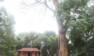 Cây lim xanh nghìn năm tuổi ở thôn Xuân Lung