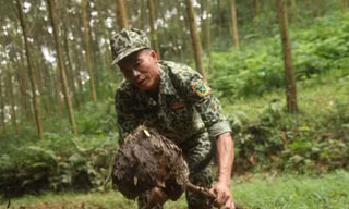 Thợ săn đang rũ trứng kiến ra khỏi tổ