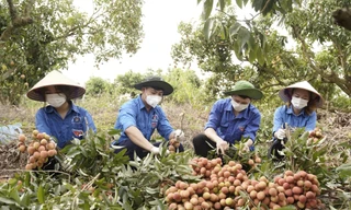 Đoàn viên huyện Lục Nạn bẻ vải giúp dân