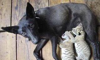 Chó 'nhận nuôi' con của sư tử và hổ