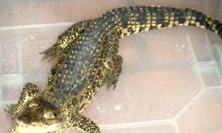 Bị phạt tù vì nuôi cá sấu trong nhà tắm