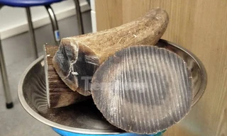 Hải quan Nội Bài phát hiện 2 du khách nghi vận chuyển sừng tê giác 