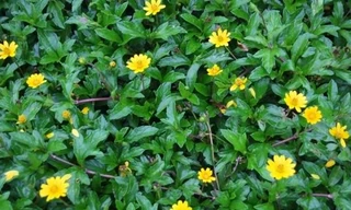 Có nên tắm nước lá sài đất cho trẻ khi bị rôm?