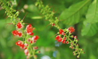 Mùa lộc vừng Hồ Gươm