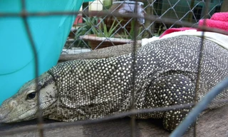 Kỳ đà hoa hóa “thần long”?