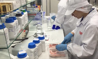 Việt Nam đang nỗ lực triển khai nghiên cứu, tìm giải pháp sản xuất vaccine dịch tả lợn châu Phi ảnh: Bình Phương