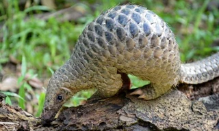 Tê tê bị săn bắt, bị buôn lậu tràn lan ở Trung Quốc Ảnh: Getty