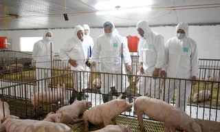 Bộ trưởng NN&PTNT Nguyễn Xuân Cường kiểm tra công tác tái, tăng đàn lợn ở các địa phương. Ảnh: Bình Phương