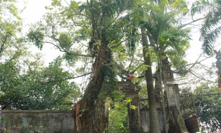 Cây sưa đỏ trên phố Giảng Võ (Ba Ðình) được người dân bỏ tiền làm lồng sắt bảo vệ, tránh “sưa tặc” cưa trộm Ảnh: Võ Hóa