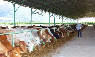 Bầu Đức liên quan dự án nuôi bò tại Hà Tĩnh